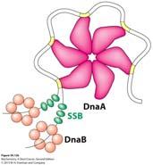 coli New strands of DNA are synthesized at the two replication forks where replisomes are located