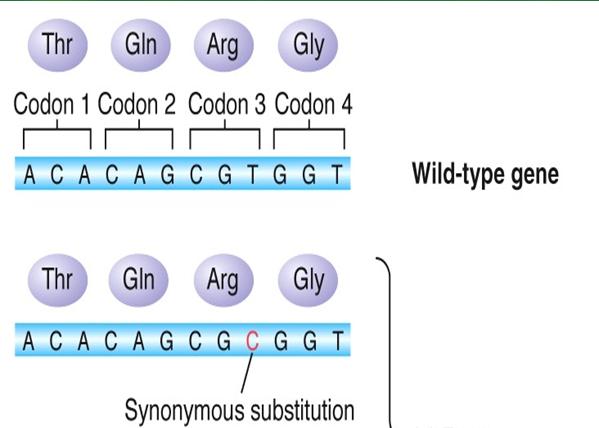Silent Mutation changes one codon for an amino acid to