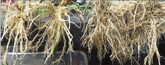 TEPERA PLUS and TEPERA Improve Plant Health Improved root