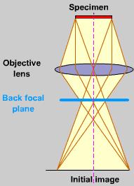 Objective lens The objective lens forms an inverted initial image, which is subsequently magnified. In the back focal plane of the objective lens a diffraction pattern is formed.