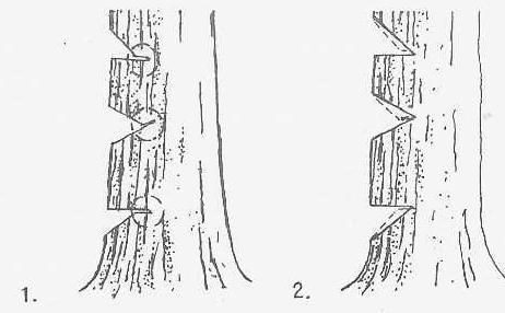 PROPER DIMENSIONS OF NOTCHES The depth of the notch should be 1/3 of the tree diameter. The face opening of a notch A should be equal to the depth of B.