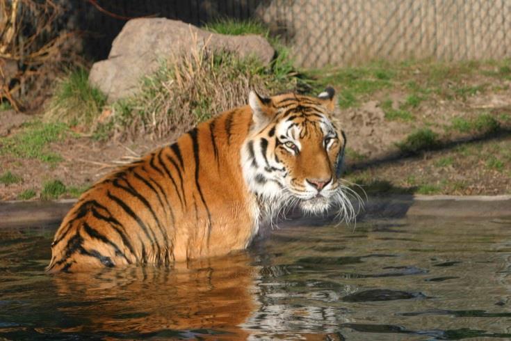 of Zoo Boise members), Animal Tales newsletter and Facebook page Tiger, Red