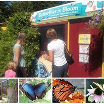 2017 Butterflies in Bloom Sponsorship Over 120,000 visitors come to the zoo during this time period, and this exhibit is our most popular summertime exhibit Mention in on-air exhibit promotional