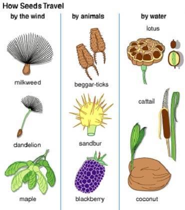 There are three general dispersal strategies of seeds. The dispersal strategy often is reflected in size and shape of the seeds.