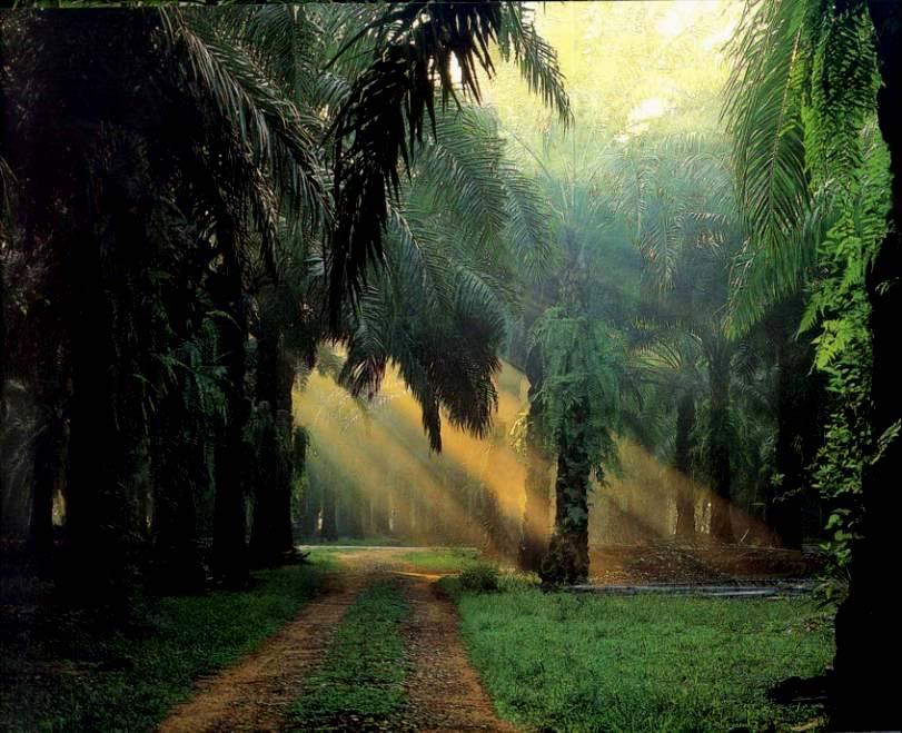 Oil palm plantation perennial