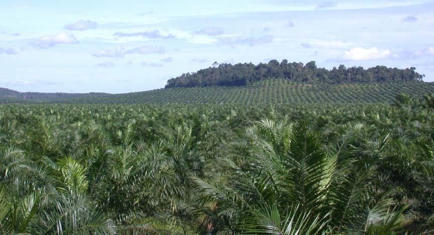 Malaysian Oil Palm and Sustainability.
