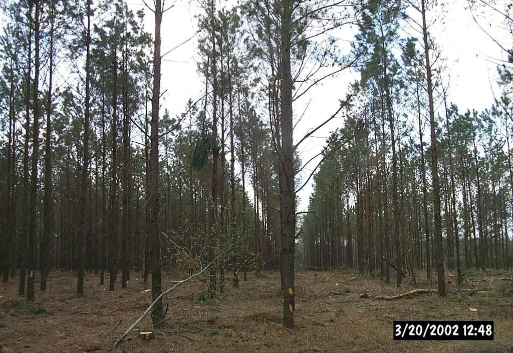 Photo 5. A third row with logger select thinned loblolly pine stand.
