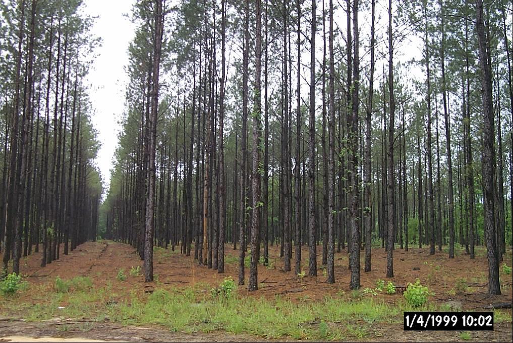photo. The post-thinning leaves approximately 60 square feet of basal area per acre of the best loblolly pine trees.