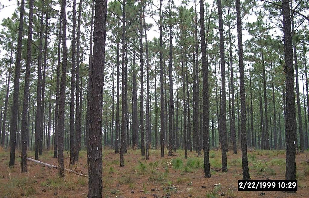 Photo 8. A 42-year old longleaf stand that had been thinned twice (at ages 20- and 31-years old) leaving the best trees to grow out to high value sawtimber and poles.