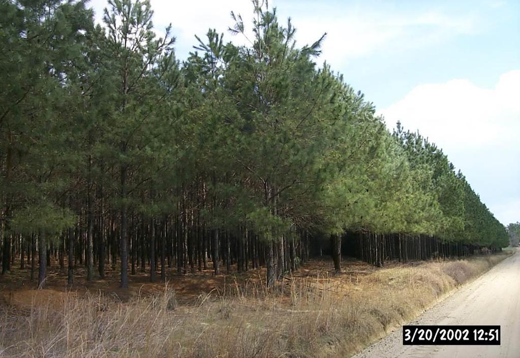 There are at least two reasons that forest landowners may delay or forego a thinning: (1) anticipated nearterm dramatic increase in pine pulpwood prices and demand, and (2) annual revenues from pine