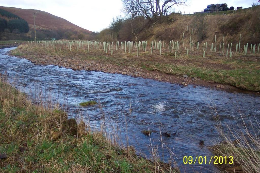 Generates woody debris into channel and on floodplain Benefits: