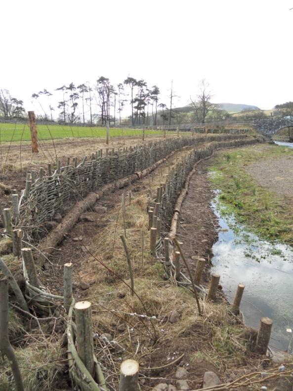 Riparian fencing to exclude livestock
