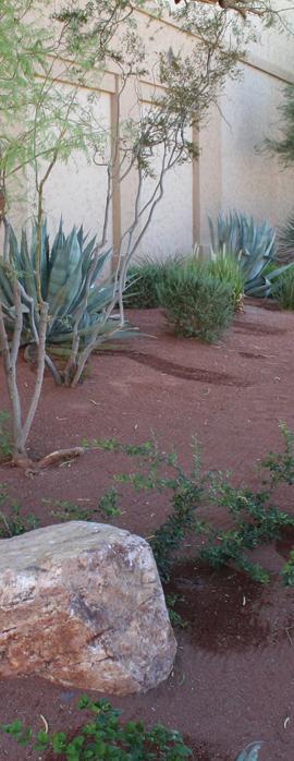 At the Fiesta Rancho Casino & Hotel, all landscape is high-density desert with a drip system. There is no grass left on the property.