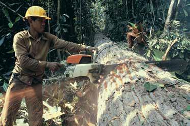 the fight against illegal logging and related trade, lessons