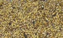 contaminated kernels, minimising the