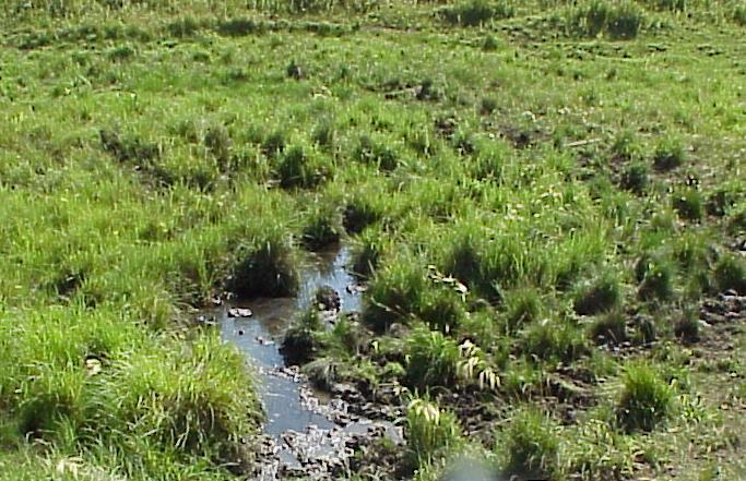 Undisturbed springs and seeps have highly localized impacts