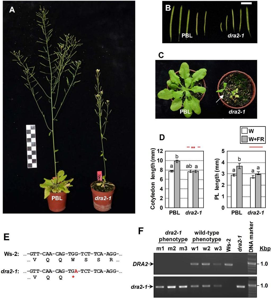 SUPPLEMENTARY FIGURES Figure S1. Phenotypes and segregation analyses of dra2-1 plants.