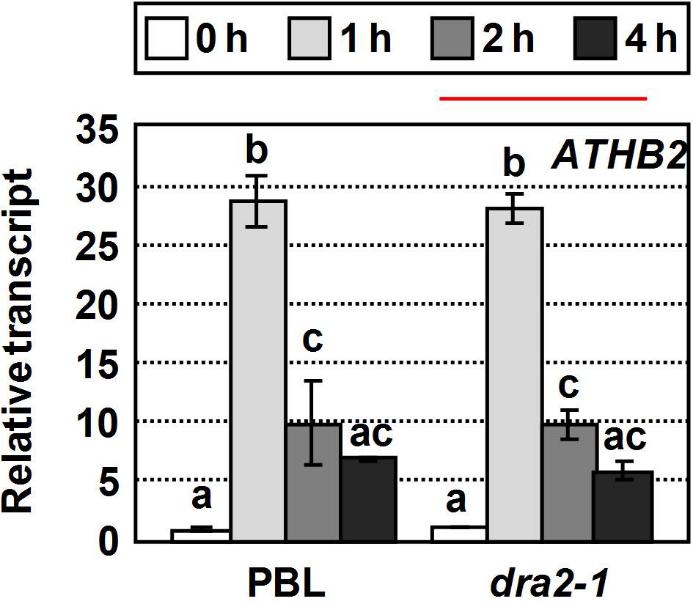 Figure S7. Shade-induced expression of ATHB2 is not altered on dra2-1. Expression analysis of ATHB2 in seedlings of wild-type and dra2-1 seedlings treated for 0, 1, 2 and 4 h with W+FR.