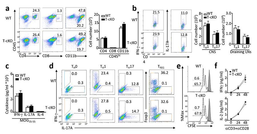Supplementary Figure 3 Trabid is dispensable in T cells for T cell activation and EAE induction. Age- and sex-matched wild-type (WT) and T-cKO mice were subjected to MOG 35-55 -induced EAE.