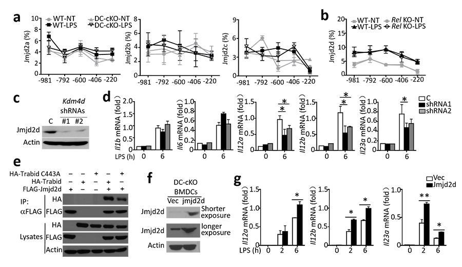 Supplementary Figure 7 Jmjd2d is regulated by Trabid and mediates induction of Il12 genes.