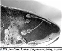 Sea lice on farmed salmon in BC Prior to 2003 Mobile L. salmonis on farmed Atlantic salmon (>1yr SW) in Scotland Abundance of L.
