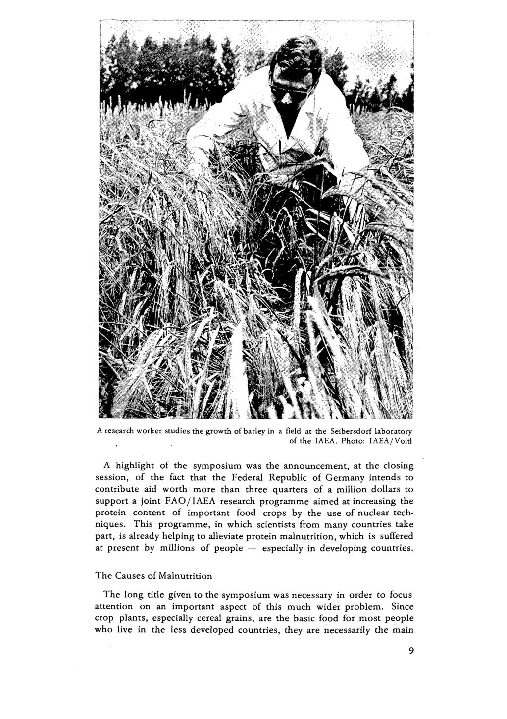A research worker studies the growth of barley in a field at the Seibersdorf laboratory of the IAEA.