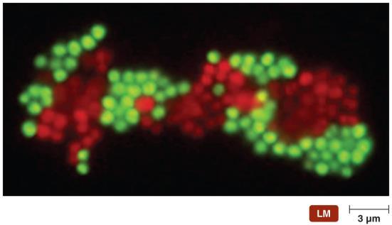 Applications of Recombinant DNA Technology Genetic Mapping Locating genes on a nucleic acid molecule Restriction fragmentation Fluorescent in situ hybridization (FISH) Figure 8.