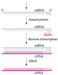 The Tools of Recombinant DNA Technology To1) Mutagens generate mutants To2) Reverse Transcriptase (RT) RNA to DNA To3) Synthetic Nucleic Acids (NA) generate mutants To4) Restriction Enzymes fragment