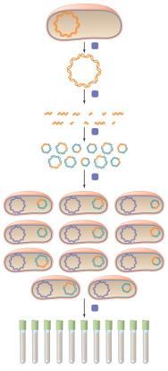 The Tools of Recombinant DNA Technology To6) Gene Libraries Gene Libraries A collection of bacterial or phage clones Each clone in library often contains one gene of an organism's genome Library may
