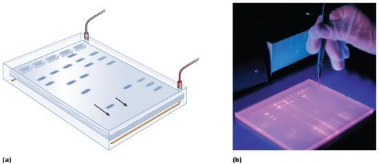 Techniques of Recombinant DNA Technology Te2) Separating DNA Molecules: Gel Electrophoresis Separates molecules based on electrical charge, size, and shape Allows scientists to isolate DNA of