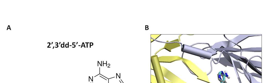 Validation of Docking to AC Target It had to be confirmed that it was possible to replicate the known crystal binding position of 2,3 -dd-atp with the binding position predicted by virtual docking.