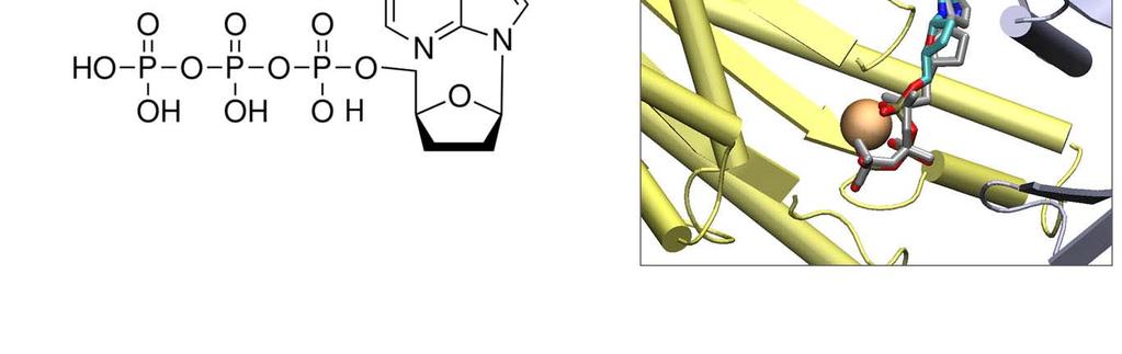 Results show that the predicted docking pose that was produced for 2,3 -dd-atp closely replicates the crystallized binding conformation (Figure 4).
