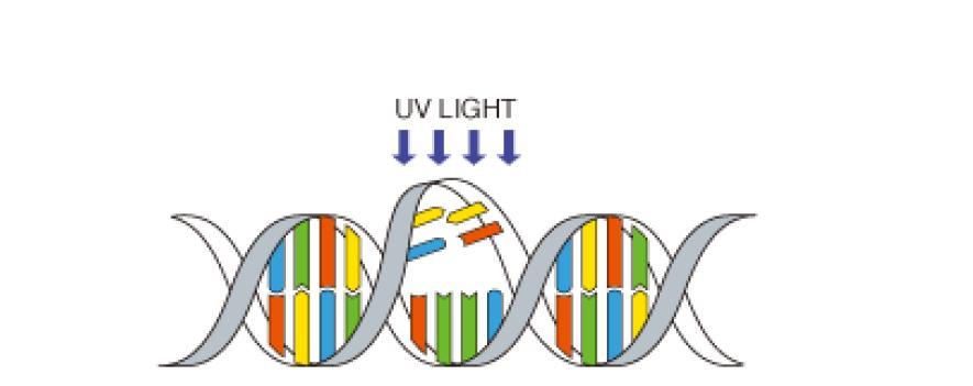 between 250nm and 280nm (germicidal action spectra), their DNA can be effectively destroyed and inactivated by UVC; DNA cannot reproduce itself Disinfection Principle DNA: Deoxyribonucleic Acid