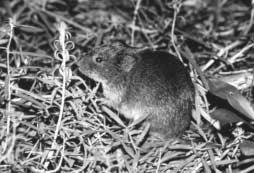 Figure 9.6. Meadow vole damage can be prevented by eliminating habitat (i.e., weeds, ground cover, litter) around plantation trees (L.