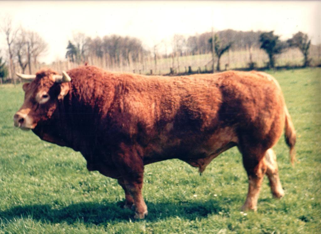 On the genetic side Mixed beefy type and polled! The first registered bull we had was PACHA (a HERISSON son), born in Mr Toulisse s herd. He was a most remarkable bull that we used a lot in the 80 s.