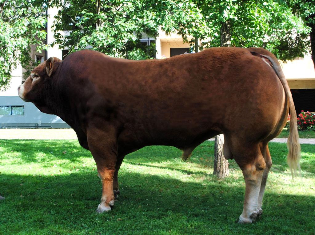 He bred many good females After that we bought SEREIN, born in the Camus herd, a MALIBU RR son.
