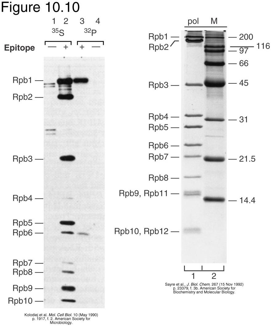 Epitope-tagged purification
