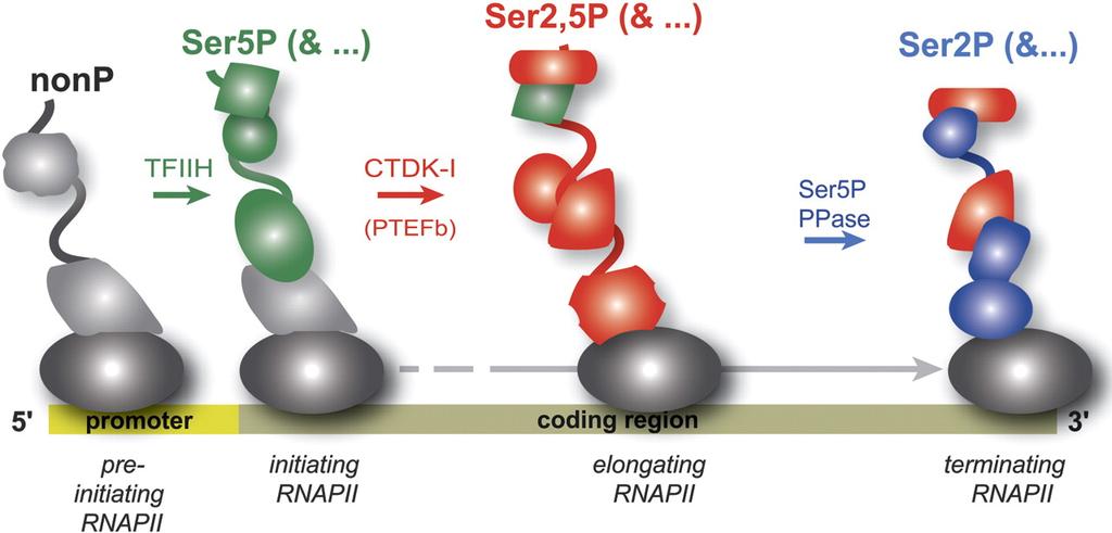 CTD phosphorylation patterns dictate which factors associate with RNAPII.