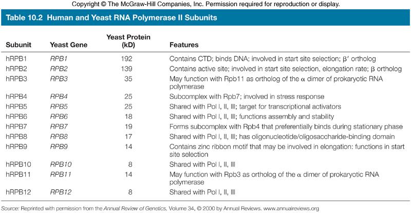 RNA Polymerase