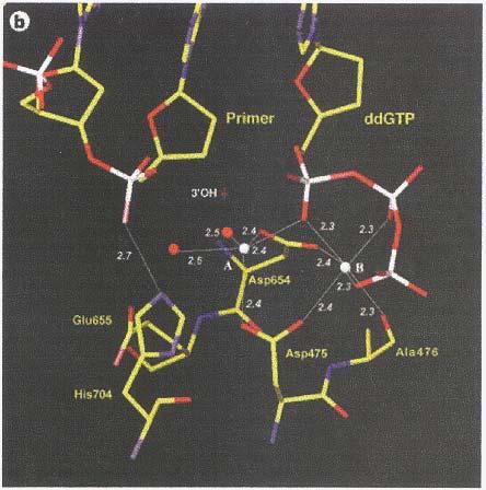 leaving of pyrophosphate. Two metal ion mechanism of catalysis by DNA polymerases (T.