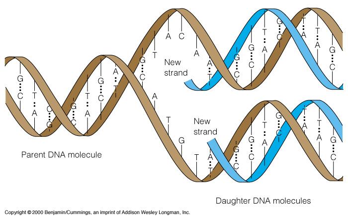 Watson Crick prediction: Each stand of parent DNA serves as a