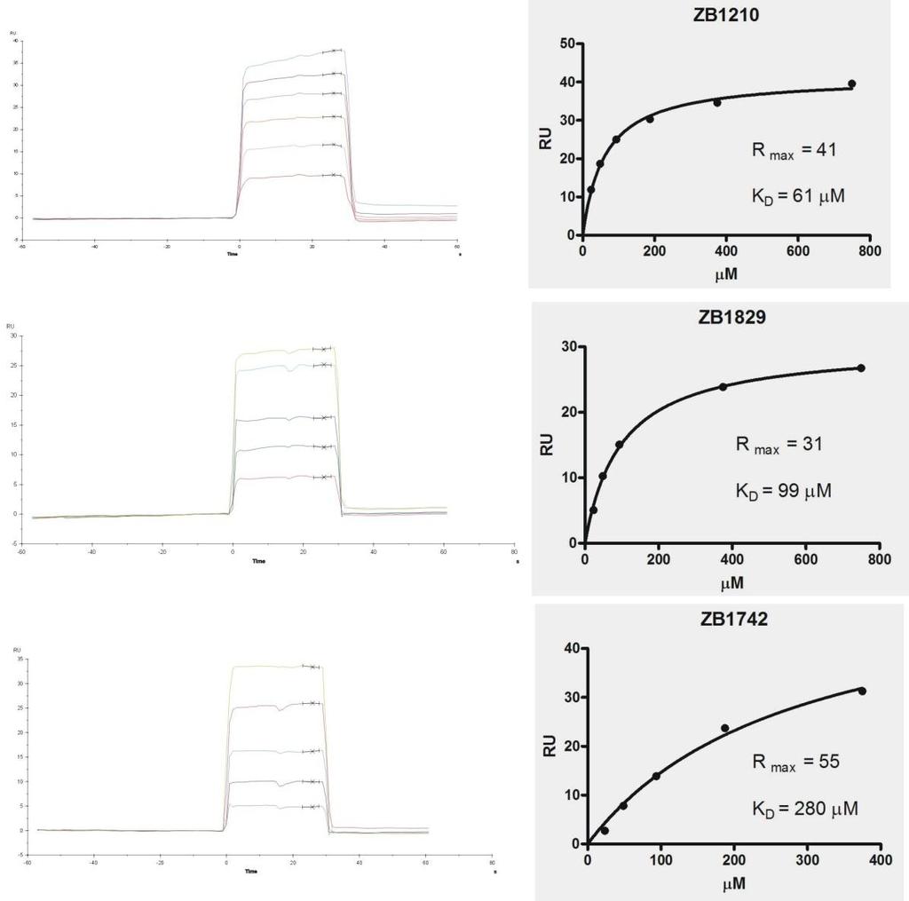 HSP90 Fragment Hit validation via SPR Mr = 170 Mr = 137 Mr = 178 Fragments positive in the competition binding assay were analyzed by SPR to obtain the binding affinity.