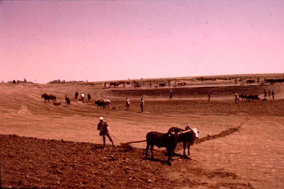 5 At the end of the work period in March 1985, the amount of soil excavated at Kormargefia and Faji & Bokafia sites were 9,500 m 3 and 8,700 m 3 respectively (Fig. 6).
