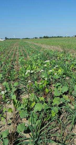 Cover Crops -capture nutrients -reduced wind and water erosion