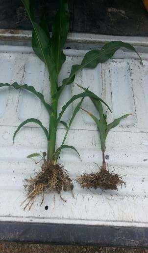 Yield Limiting Factors -poor planting conditions -poor drainage -compaction