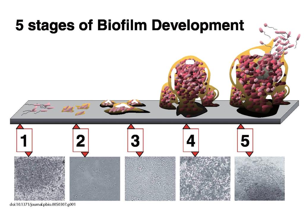 188 Biodegradation Handbook Figure 3. Five stages of biofilm formation (adopted from Monroe, D. doi:10.1371/journal.pbio.0050307 [22]) Figure 4.