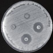 The concentration of microorganisms in a given liquid medium is related to its viscosity.