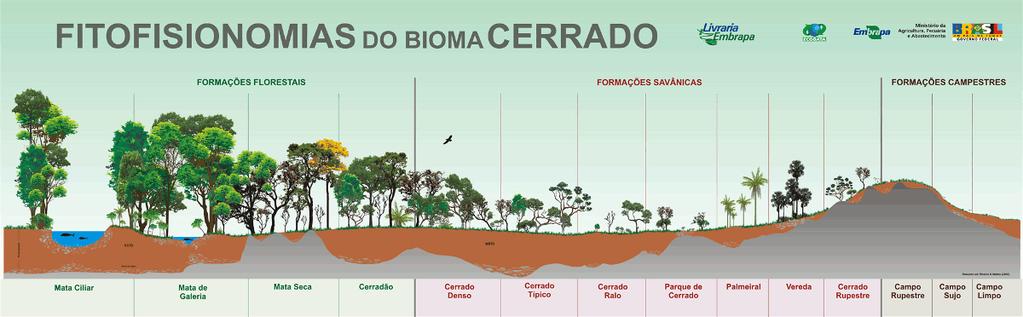 CERRADO BIOME - GENERAL CHARACTERISTICS PHYTOPHYSIOGNOMIES OF THE CERRADO BIOME FOREST FORMATIONS SAVANNAH FORMATIONS PASTORAL FORMATIONS Riparian Forests Gallery Forests Dry Forests Dense