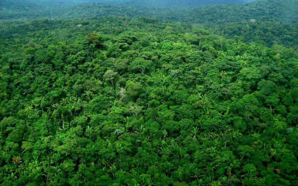 AMAZON BIOME VEGETATION - 420 million hectares