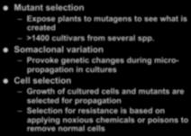 Mutant selection Expose plants to mutagens to see what is created >1400 cultivars from several